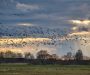 Veel hogere concentraties PFAS-chemicaliën dan vroeger aangetroffen in trekvogels